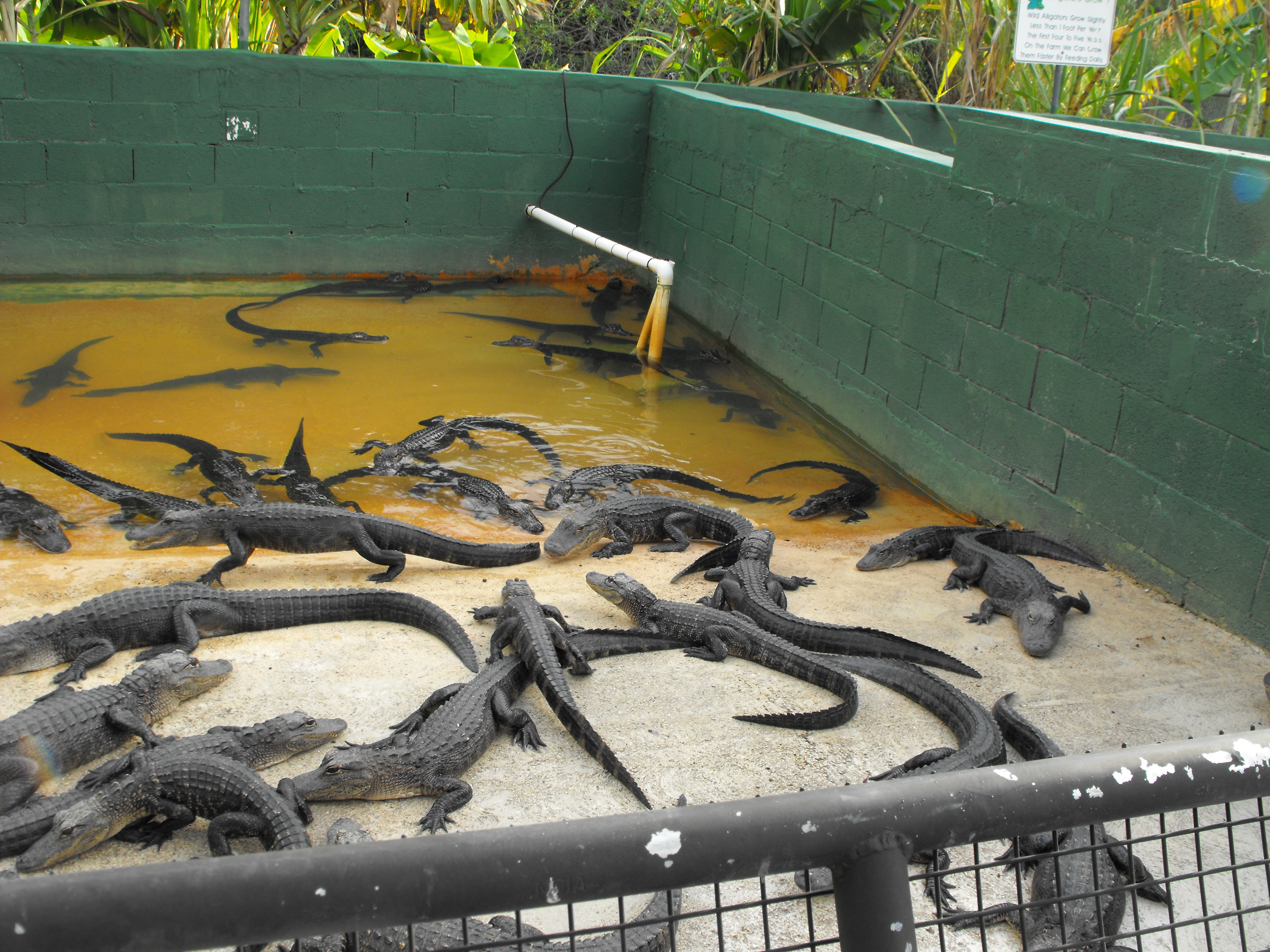 ./2012/Christmas/Aligator Farm/DSCF4289.JPG